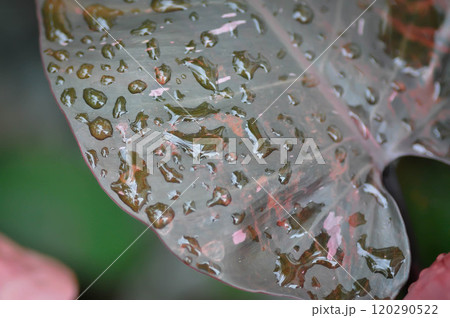 Philodendron , Philodendron Pink Princess or bicolor plant or pink leaf or brown leaf and rain droplet 120290522