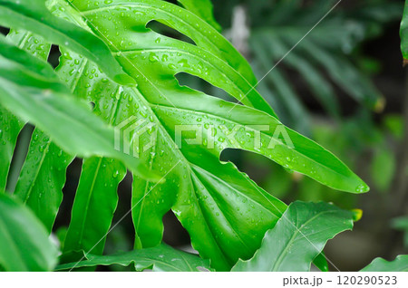 Monstera, Hurricane plant or Swiss cheese plant and rain droplet Monstera, Hurricane plant or Swiss cheese plant and rain droplet 120290523