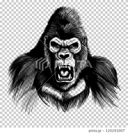 かっこいいゴリラの顔の白黒イラスト　透過背景の切り抜き 120291007