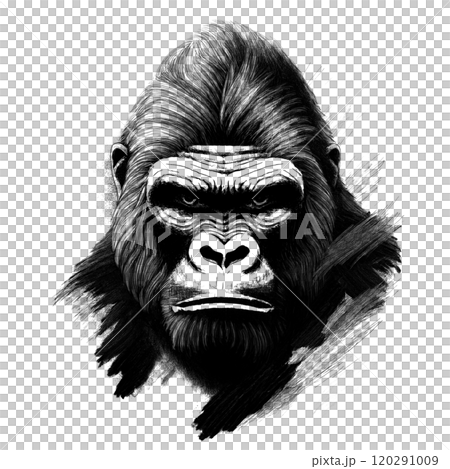 かっこいいゴリラの顔の白黒イラスト　透過背景の切り抜き 120291009