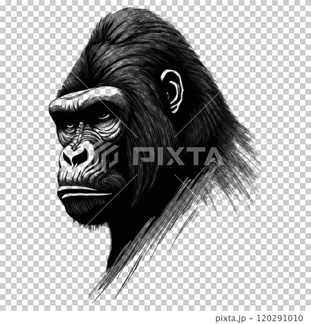 かっこいいゴリラの顔の白黒イラスト　透過背景の切り抜き 120291010