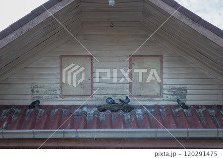 Pigeons and bird's nest placed on the cornice of a house at the roof. Pigeons and bird's nest placed on the cornice of a house at the roof. 120291475