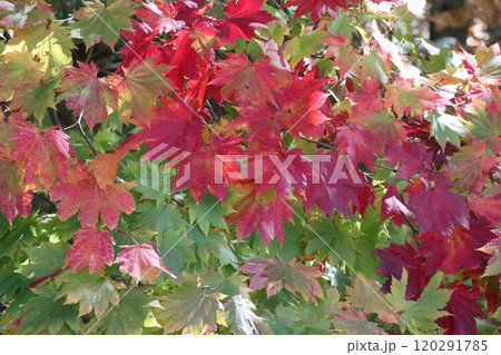 紅葉してきた山のハウチワカエデ 紅葉してきた山のハウチワカエデ 120291785
