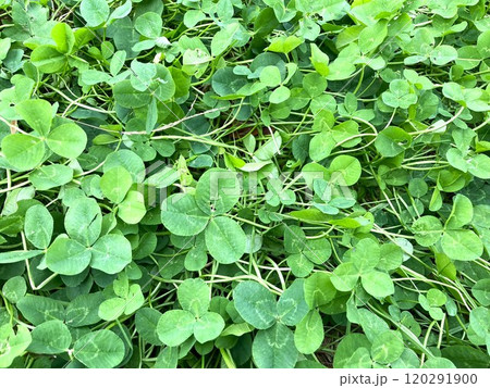 三つ葉のクローバー シロツメクサ 三つ葉のクローバー シロツメクサ 120291900