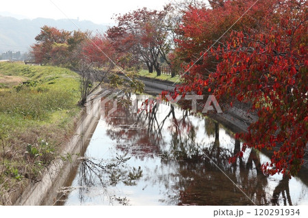 水路に映る紅葉の木々 120291934