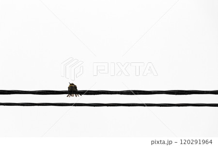 Bird on the wire Bird on the wire 120291964