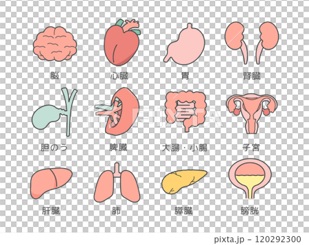 大腦、器官、內臟插圖集(附說明) 大腦、器官、內臟插圖集(附說明) 120292300