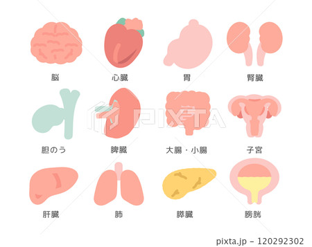 脳　臓器　内臓　イラストセット（説明あり） 120292302