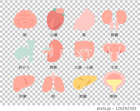 脳　臓器　内臓　イラストセット（説明あり） 120292302