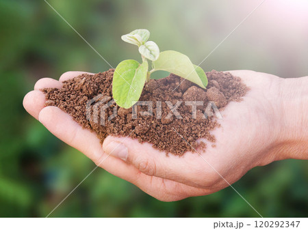 A hand holds a small plant on a green background under the rays of the sun. The plant is in the hands and surrounded by earth. Environmental problems concept A hand holds a small plant on a green background under the rays of the sun. The plant is in the hands and surrounded by earth. Environmental problems concept 120292347