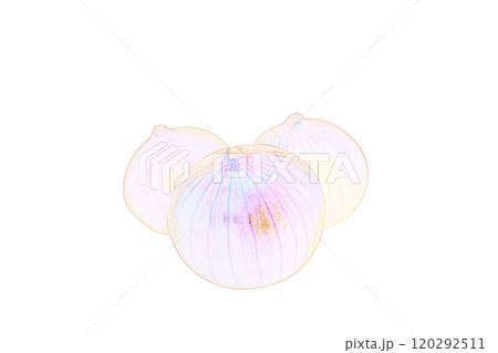 パステル調 ”玉葱” イラストイメージ パステル調 ”玉葱” イラストイメージ 120292511