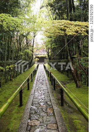 苔むした参道 120292590