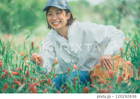 ストロベリーキャンドルを収穫する花農家 120292636