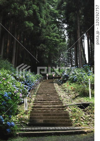 天台寺の紫陽花 天台寺の紫陽花 120292757