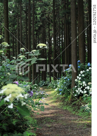 天台寺の紫陽花 120292758