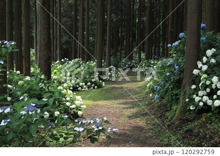 天台寺の紫陽花 天台寺の紫陽花 120292759