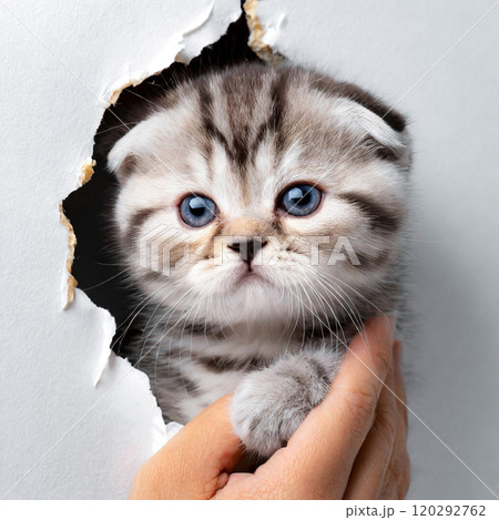 壊した壁の穴から握手するスコティッシュフォールドの可愛い子猫 120292762