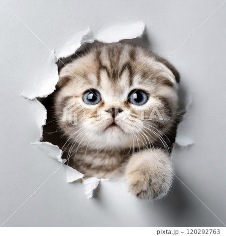 壊した壁の穴から握手を求めるスコティッシュフォールドの可愛い子猫 120292763