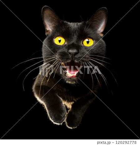 黒背景で全速力で走ってくるボンベイの黒猫 120292778