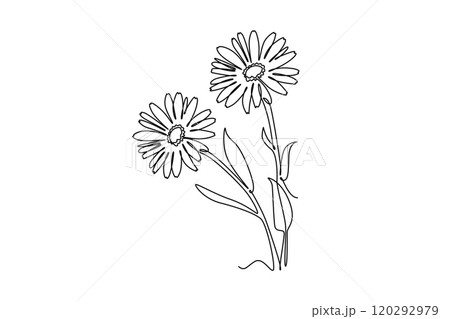 beauty fresh calendula for home wall decoration poster 120292979