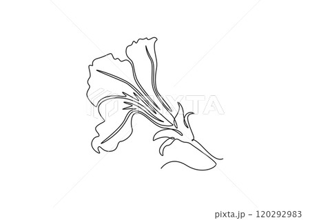 decorative petunia flower for wedding invitation card decorative petunia flower for wedding invitation card 120292983