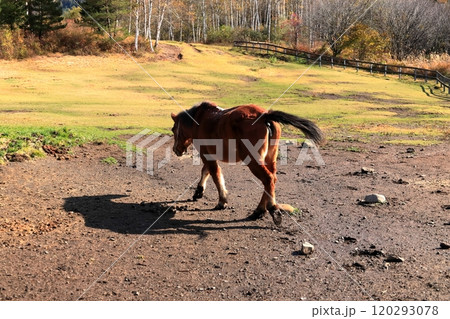 秋の開田高原《木曽馬の里》 120293078