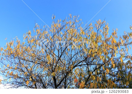 秋の開田高原《木曽馬の里》 120293083