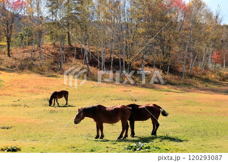 秋の開田高原《木曽馬の里》 秋の開田高原《木曽馬の里》 120293087