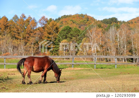秋の開田高原《木曽馬の里》 秋の開田高原《木曽馬の里》 120293099