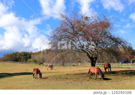 秋の開田高原《木曽馬の里》 120293106