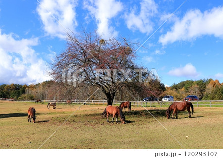 秋の開田高原《木曽馬の里》 120293107