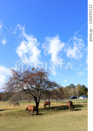 秋の開田高原《木曽馬の里》 120293112