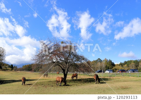 秋の開田高原《木曽馬の里》 120293113