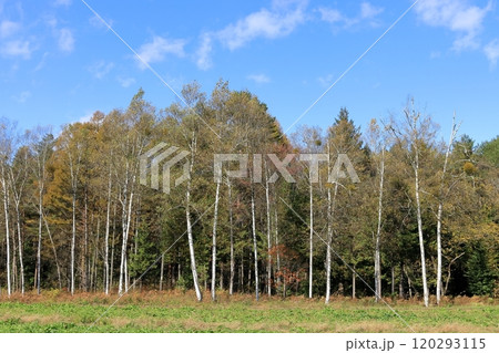 秋の開田高原《木曽馬の里》 120293115