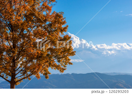紅葉した木と雲 120293203