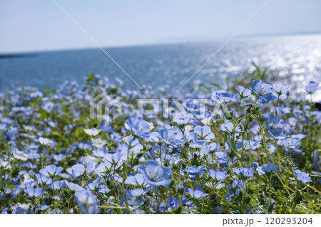 海を背景に丘一面に咲くネモフィラ 海を背景に丘一面に咲くネモフィラ 120293204