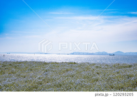 海を背景に丘一面に咲くネモフィラ 120293205