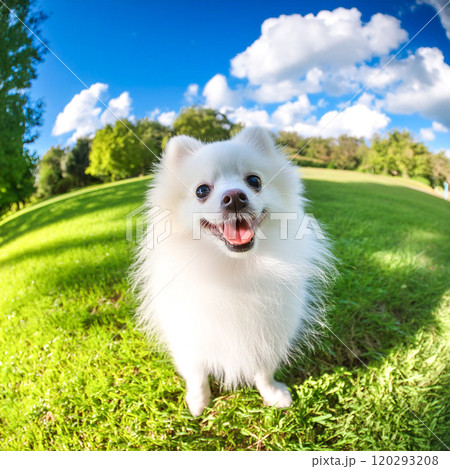 魚眼レンズで撮影した可愛い白いポメラニアンの子犬 青空の公園の背景 魚眼レンズで撮影した可愛い白いポメラニアンの子犬 青空の公園の背景 120293208