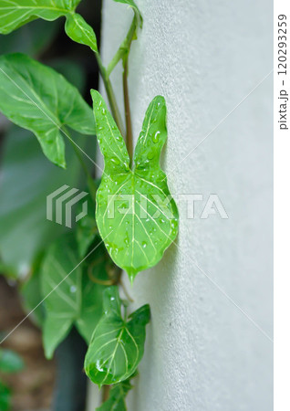 Syngonium Batik, Syngonium podophyllum or Syngonium podophyllum, Arrowhead Vine or Goosefoot or Araceae and rain droplet 120293259