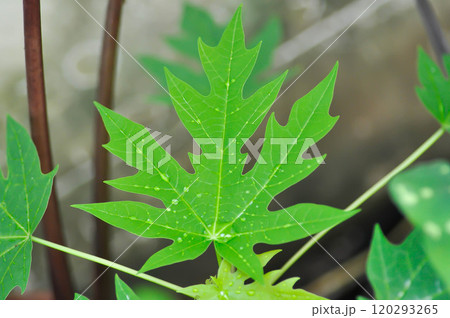 papaya , Carica papaya L or Papaya or Melan Tree or Paw Paw or CARICACEAE plant and rain droplet 120293265