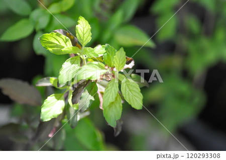 basil or holy basil, sweet basil or Ocimum tenuiflorum or Sacred basil or Lamiaceae plant basil or holy basil, sweet basil or Ocimum tenuiflorum or Sacred basil or Lamiaceae plant 120293308