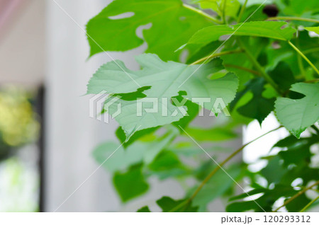 paper mulberry , Broussonetia papyrifera or Morus papyrifera L 120293312