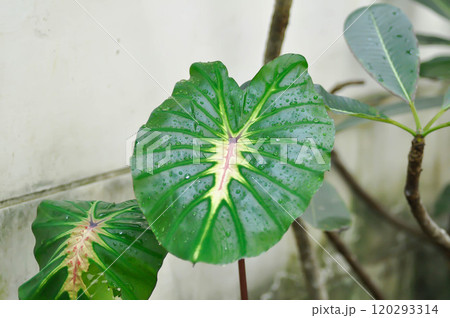 Colocasia esculenta White Lava, Colocasia White Lava or Colocasia variegated, Colocasia esculenta Nancys Revenge and rain droplet 120293314