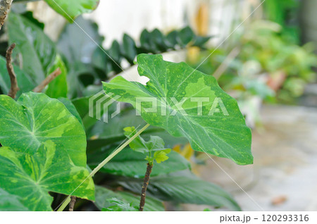 Colocasia esculenta midori sour, Colocasia ,midori sour or Colocasia plant 120293316