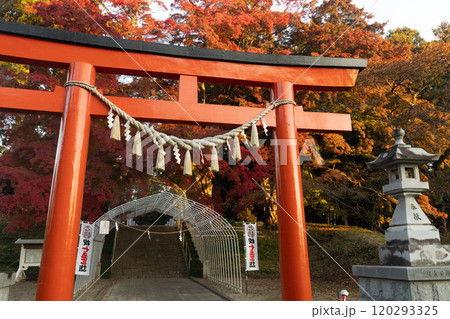 賀茂神社の赤モミジ 賀茂神社の赤モミジ 120293325