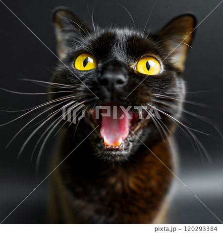 黒背景で威嚇をするボンベイ黒猫 120293384