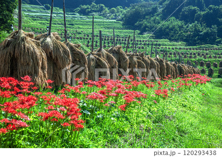 秋の大蕨の棚田 秋の大蕨の棚田 120293438