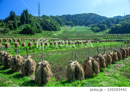 秋の大蕨の棚田 秋の大蕨の棚田 120293442