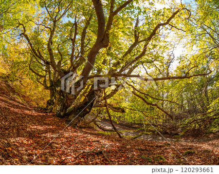 Sunny autumn beech forest with fancy tree trunks. 120293661