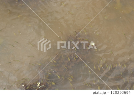 水面に群れる雷魚の幼魚 水面に群れる雷魚の幼魚 120293694